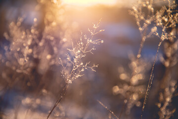 石蒜科花卉有哪些种类（常见石蒜科植物大全）