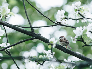 石蒜科花卉有哪些种类（常见石蒜科植物大全）
