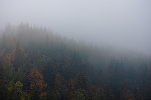 简述园林树木配植的原则和配植的方式
